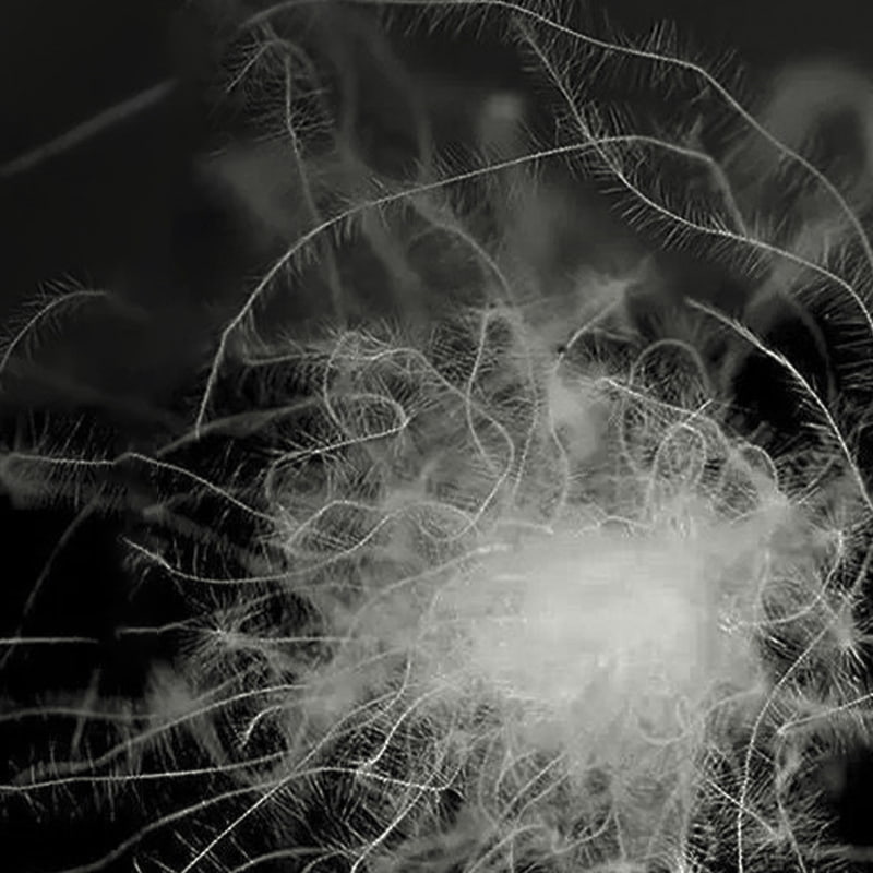 50% šedé kačacie páperie